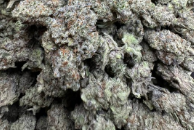 Chemdawg 🧪🐶
