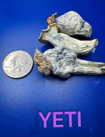 Live Magic 🍄   🧐